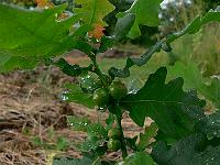 2010-07-12_08-34-06_0221