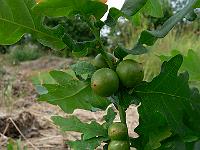 2010-07-14_08-51-06_0128