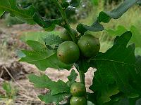 2010-07-14_08-51-19_0132