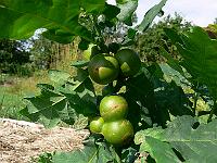 2010-07-23_09-35-43_0076