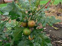 2010-08-11_10-00-32_0092
