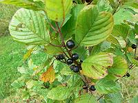 2011-07-31_08-40-42_0047