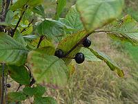 2011-08-13_12-18-54_0079