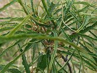 2011-08-13_12-23-32_0095