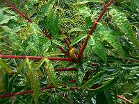 2008-09-07_08-34-50_0080