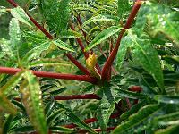 2008-09-07_08-34-50_0082