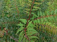 2008-09-20_09-38-17_0158