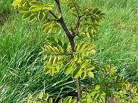 2009-05-10_15-36-33_0227
