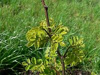 2009-05-10_15-36-44_0231