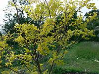2009-06-20_17-08-07_0073