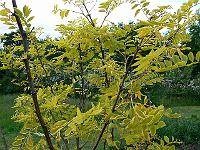 2009-06-20_17-08-18_0076