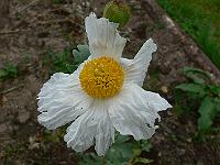 2009-07-05_07-47-23_0055