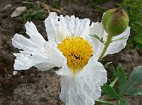 2009-07-06_08-22-13_0049