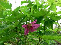 2010-05-20_07-19-14_0015