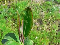2010-05-19_09-11-05_0087