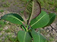2010-05-20_16-12-14_0374