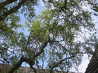 03-06-05canon_296