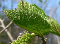 2009-04-16_10-37-12_0187