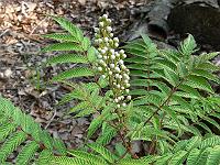 2009-07-03_08-13-29_0074