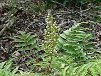 2009-07-03_08-13-41_0077