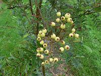 2011-08-10_16-14-42_0073