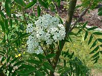 2011-05-11_15-16-28_0066