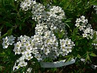2010-05-19_09-04-59_0068