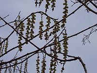 12-04-05kodak_064