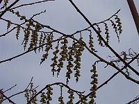 12-04-05kodak_065