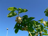2010-06-03_08-26-41_0076