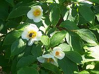 04-07-05kodak_110