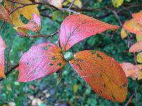 2011-10-31_14-50-07_0005