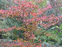 26-10-05canon_009