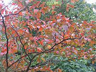 26-10-05canon_015