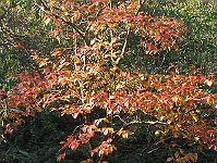 30-10-05canon_076