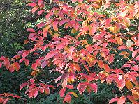 30-10-05canon_080