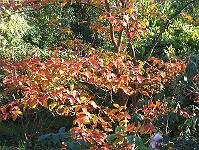 30-10-05canon_105