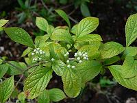 2010-06-08_15-01-05_0017