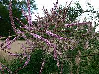 2008-08-08_09-35-19_0029