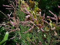 31-07-2007_15-48-44_95