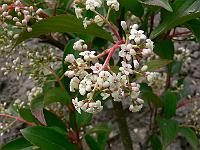 viburnum_hillieri_winton
