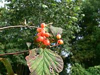 2011-09-05_09-01-42_0098