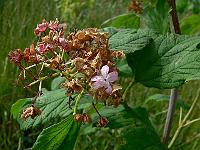 2010-07-09_08-26-05_0062
