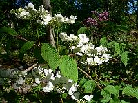 2010-06-04_07-48-08_0082