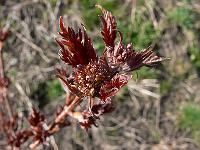 2010-04-24_07-47-33_0113