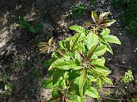 2009-06-16_08-49-28_0122