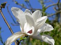 magnolia-leda