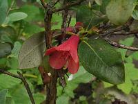 rhododendron_conroy