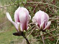 _magnolia_'pickard's_firefly'