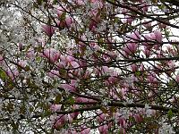 2009-04-28_09-06-51_0117